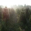 Scotch Pine--Mist